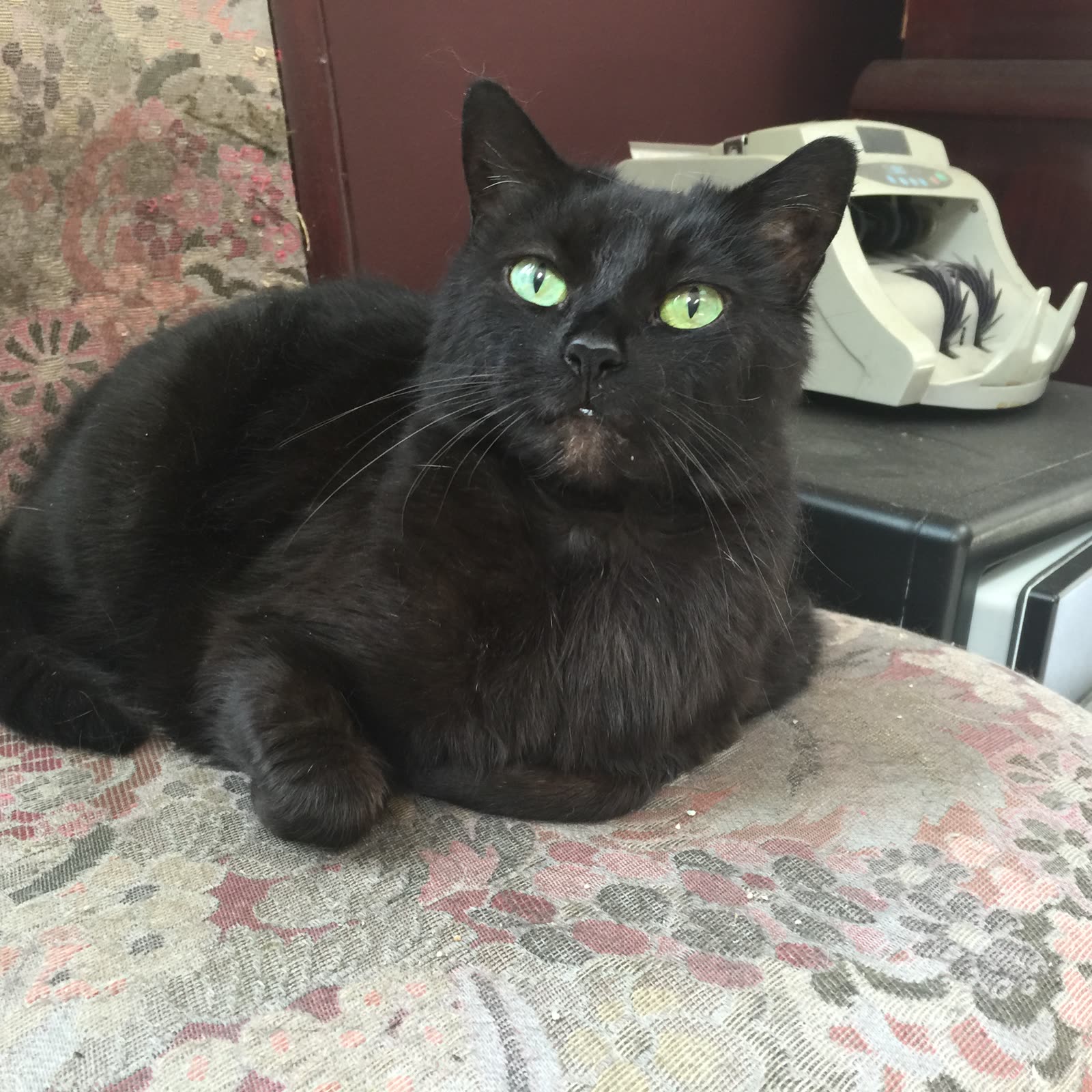 Bella